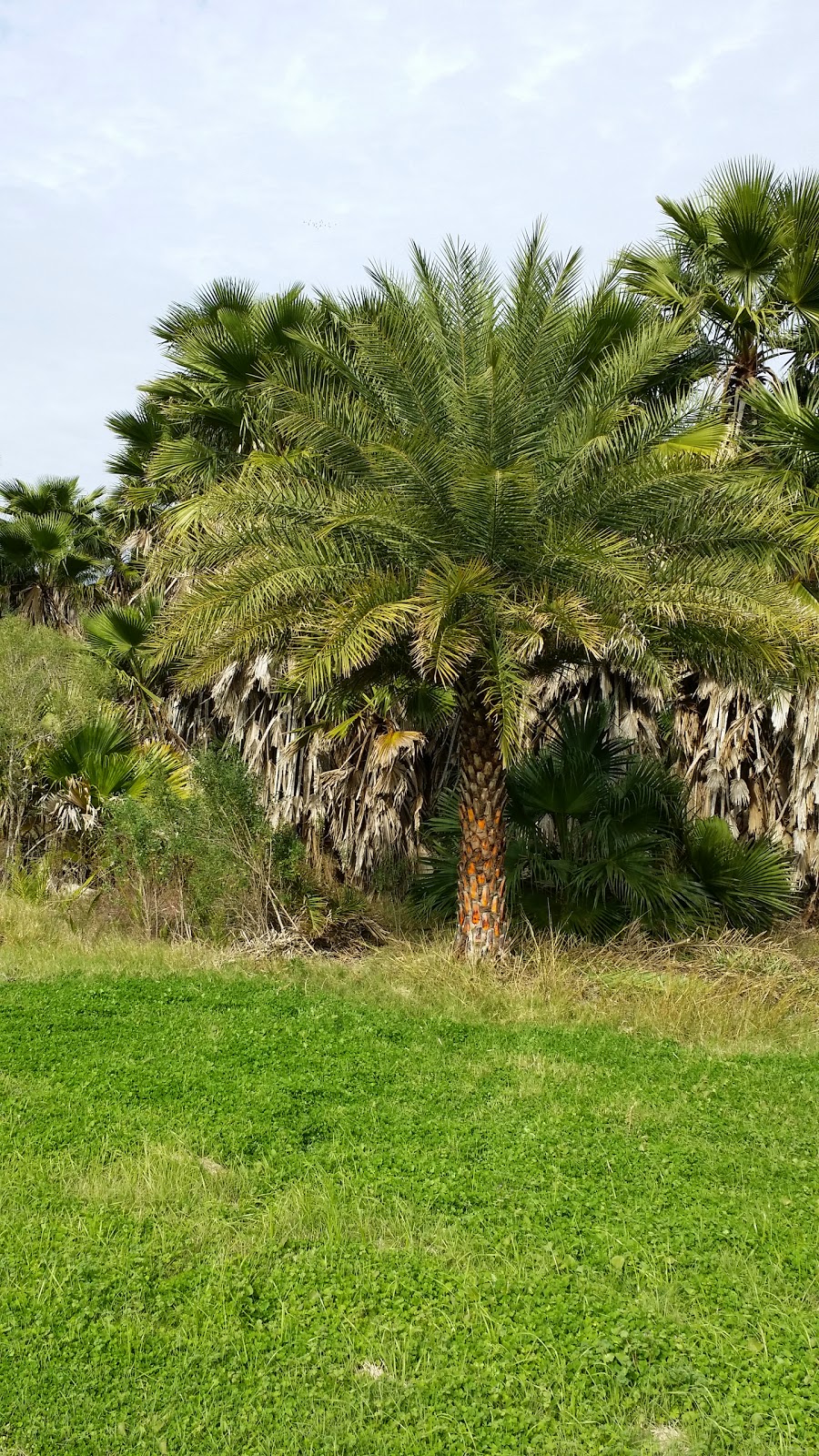 Cold Hardy Palm Trees in Houston January 2015