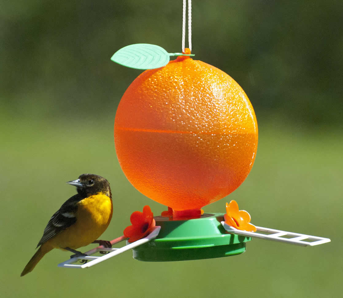 Bird In Everything Orange Bird Feeder
