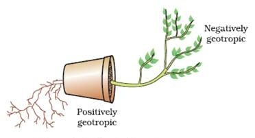 Supanut Pipit: การตอบสนองของพืช