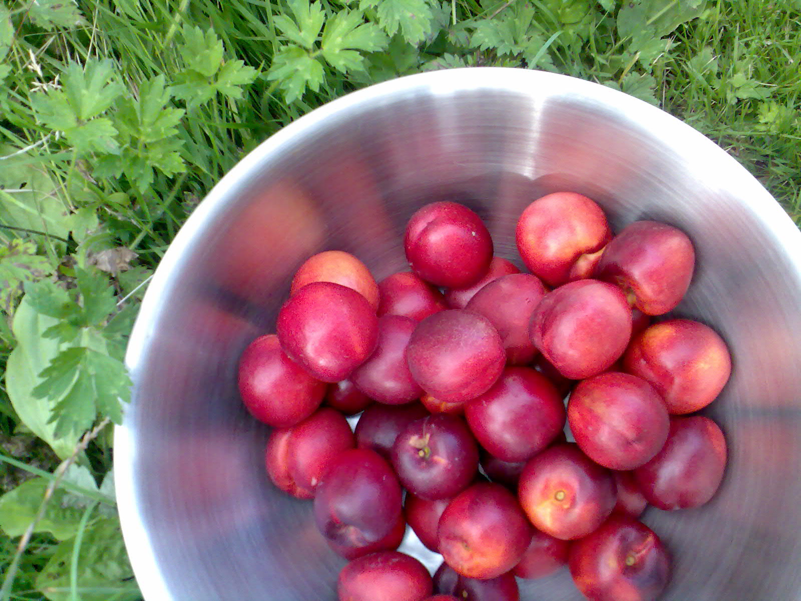 Ben's Adventures in Wine Making Nectarine Wine The Making Of...