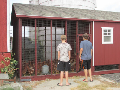 Picking Out Chickens for our Coop