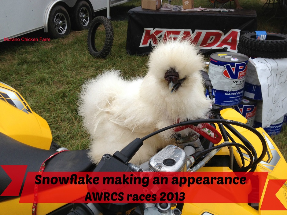 How to train a chicken to walk on a harness & leash Murano Chicken Farm