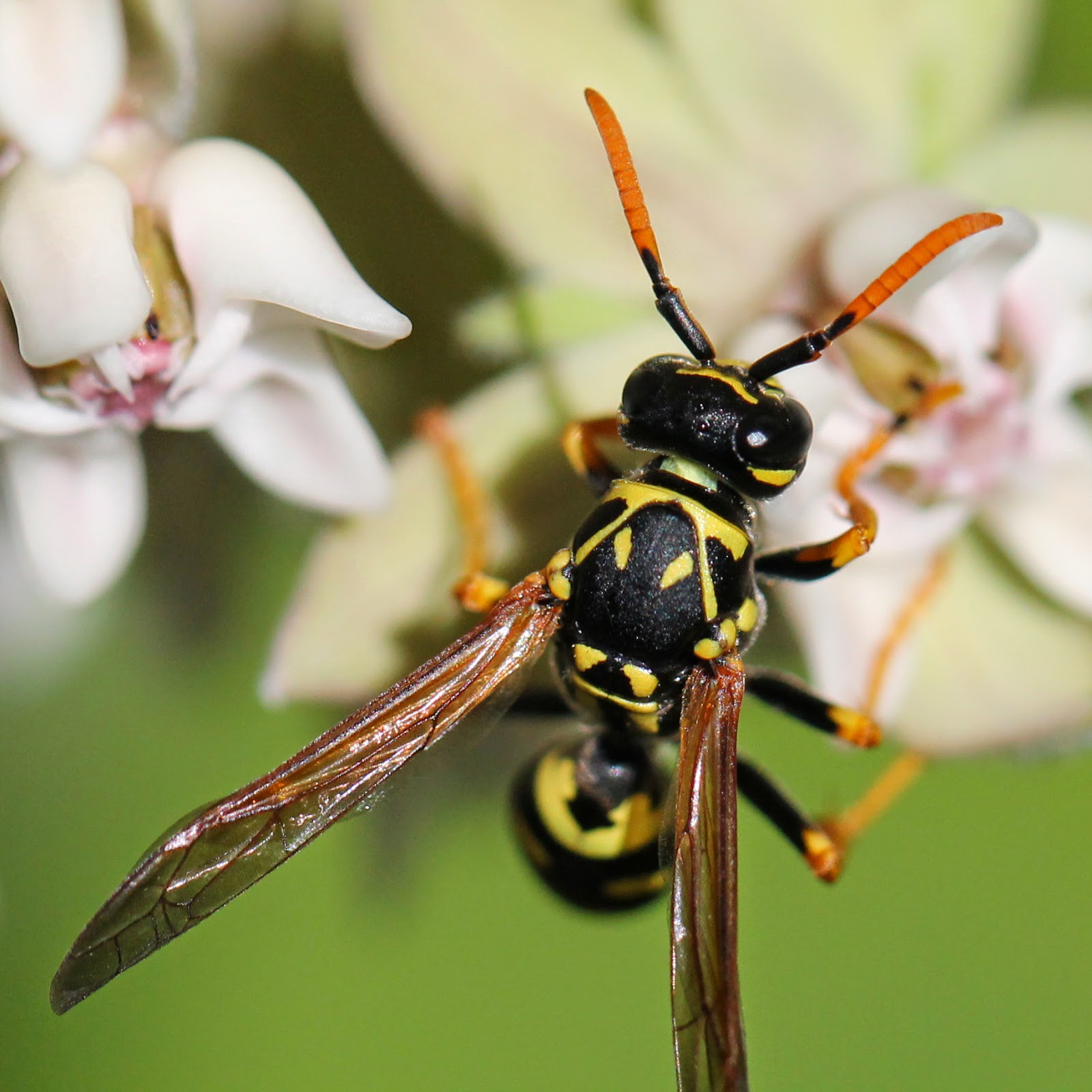 Carol's Place European Paper Wasp?