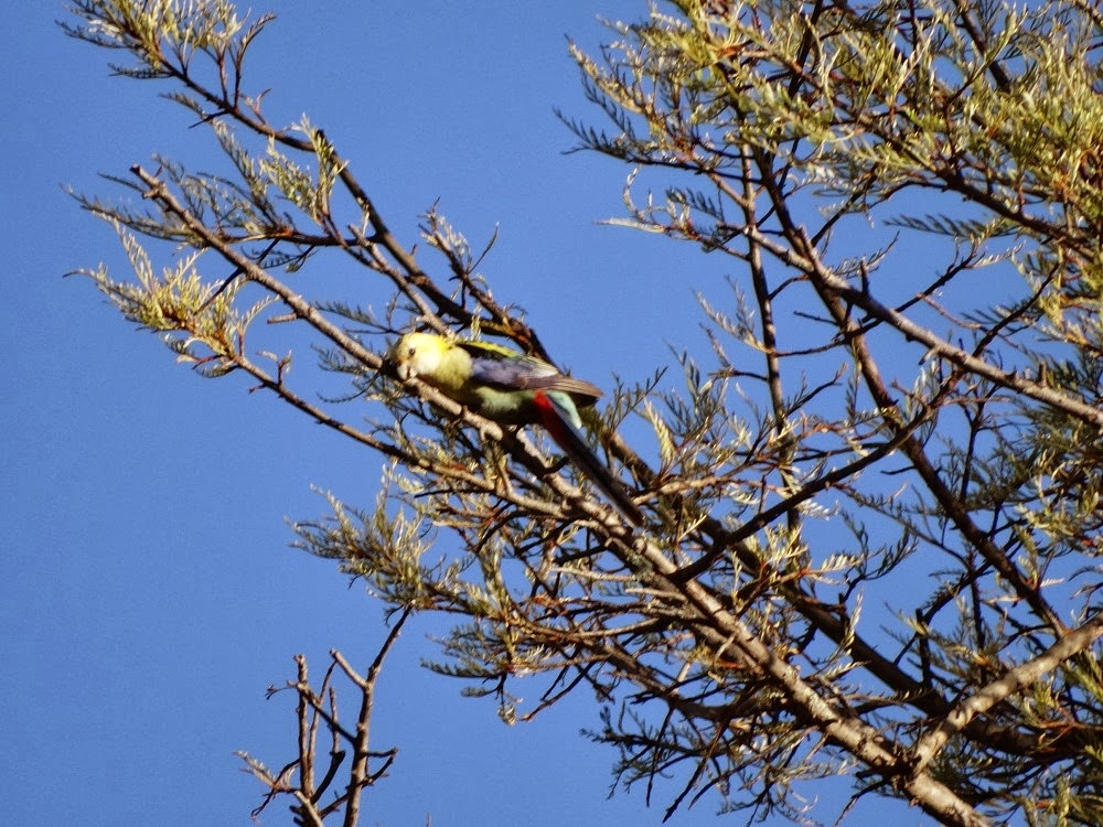 Snap Happy Birding Silky Oaksand birds