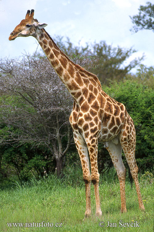 Encyclopedia Giraffe