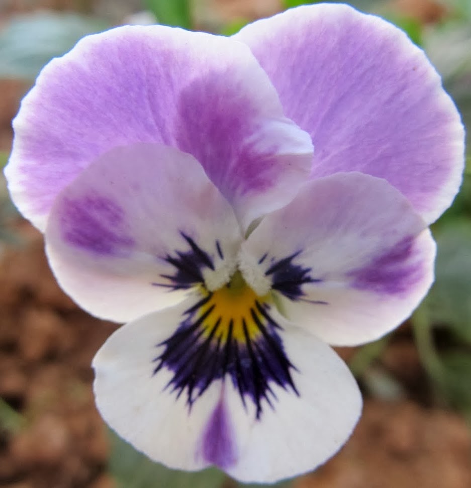 NATURAL & UNIQUE PHOTOGRAPHY PANSY FLOWER VARIETIES IN THE GARDEN