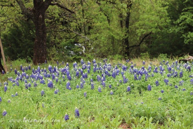 Wait until Texas bluebonnet wildflowers go to seed before mowing the wildflowers