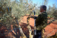 Pruning olive trees