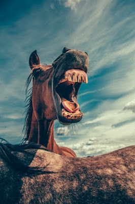 The head of a chestnut with its mouth wide open over the back of another horse The head of a chestnut with its mouth wide open over the back of another horse