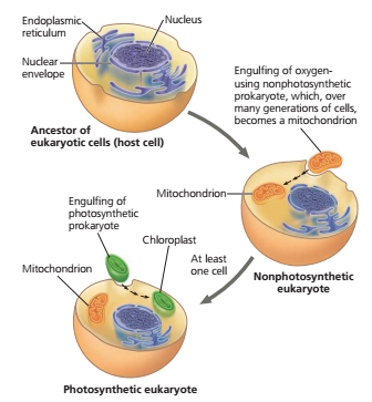 Teori endosimbion, teori endosimbiosis, proses terbentuknya mitokondria, proses terbentuknya kloroplast