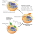 Mitokondria dan Kloroplast