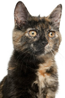 A study shows cats and their people share personality traits