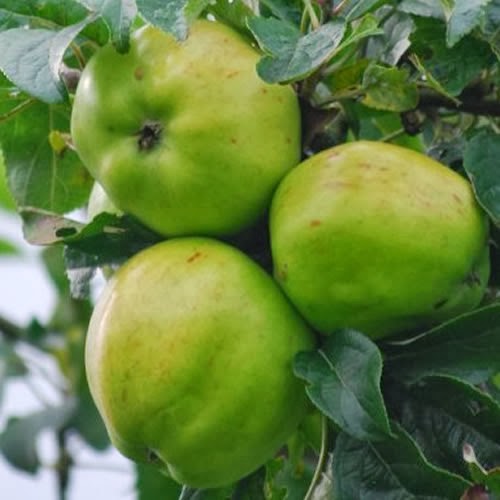 https://www.treesandplants.co.uk/products/Tower-of-Glamis-Apple.html