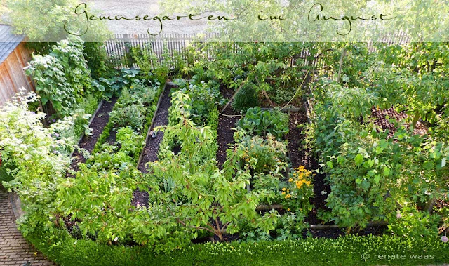 Gartenblog GeniesserGarten Gemüsegarten im August