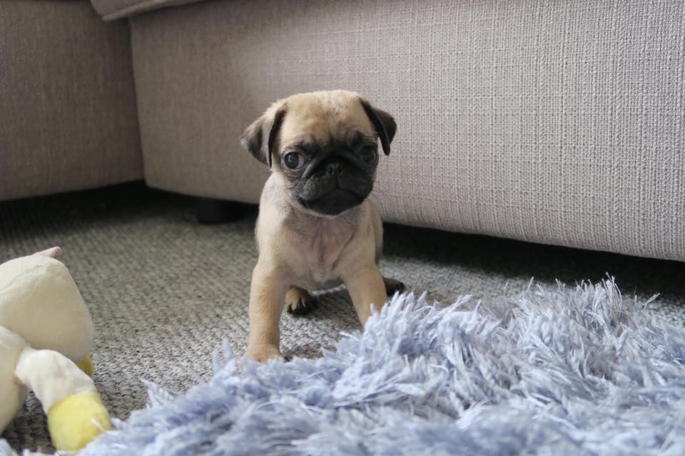 What To Expect When You Get A Puppy! BeautySnap