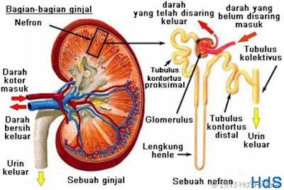 Anatomi Fisiologi: Sistem urinaria