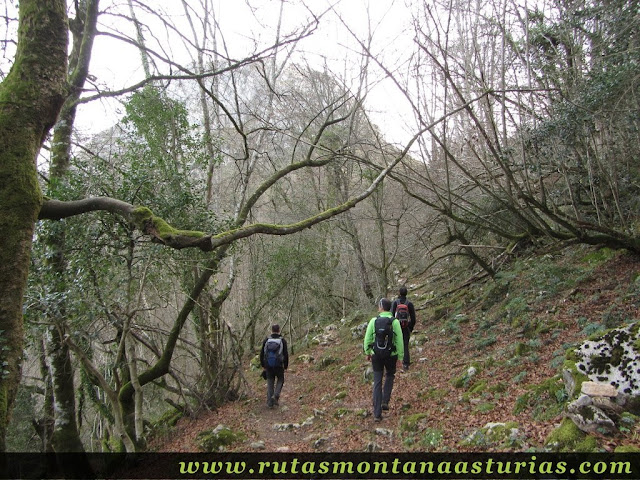 Sendero por el bosque