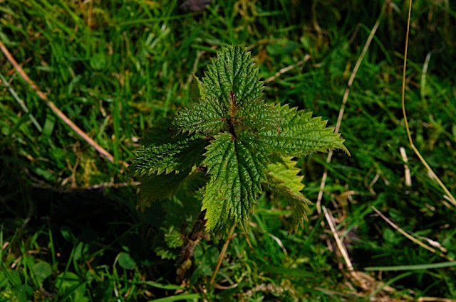 Walia - Snowdon 2006 Poszukujacraju