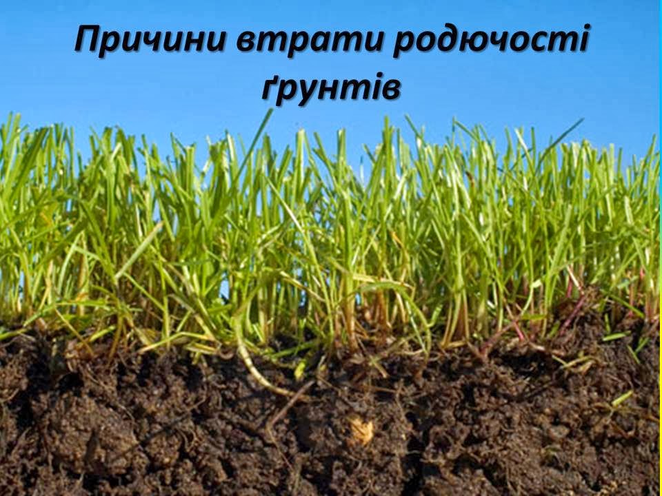 грунт (почва). озимая рожь корни. почва грунт плодородная. черноземные почвы степи в россии. почва.