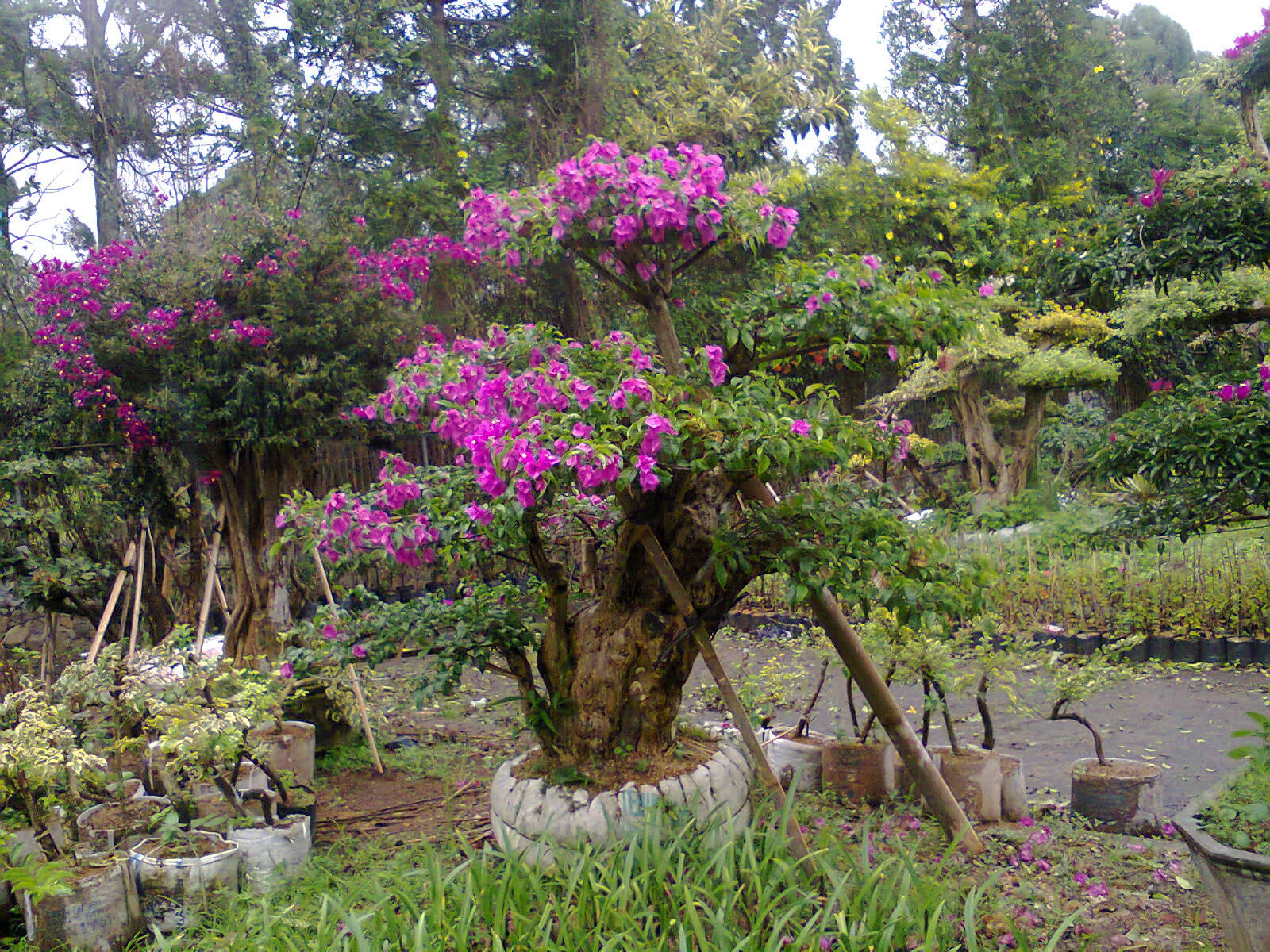 Update Gambar: Pohon dan Bunga Bonsai