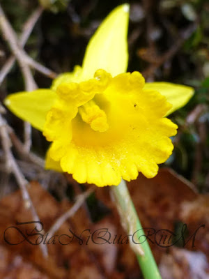 Botaniquarium - Narcissus cyclamineus trumpet
