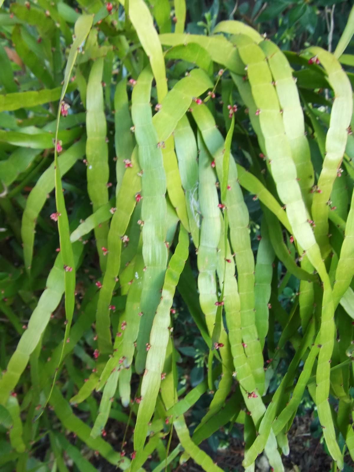 In A Costa Tropical Garden Homalocladium platycladum.......Ribbon Plant