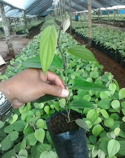 Agen Lada Perdu Unggul di Bekasi