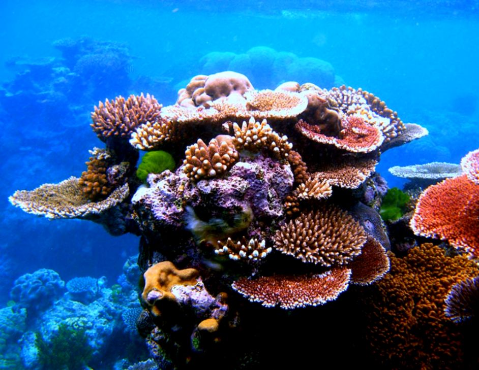 Great Barrier Reef C