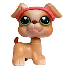 Littlest Pet Shop Small Playset Boxer (#235) Pet