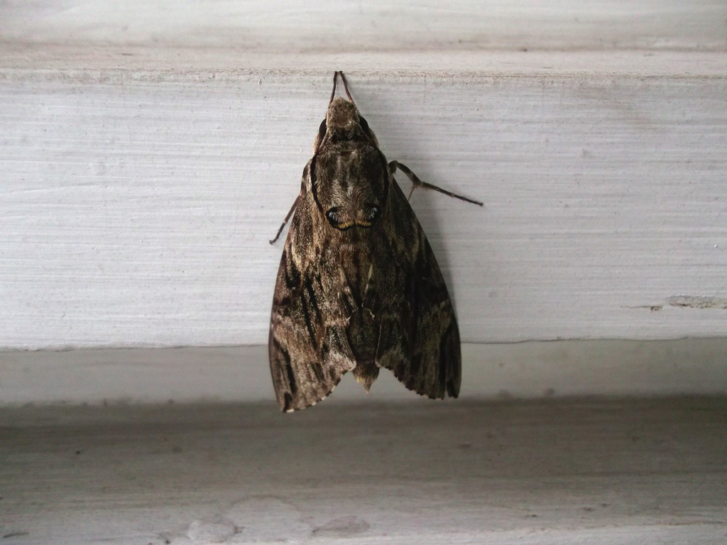 Sleeping Moth