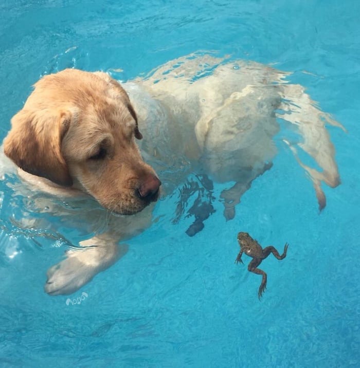 Bir Araya Geldiğinde Çok Sevimli Duran 2 Canlı Köpekler ve Kurbağalar