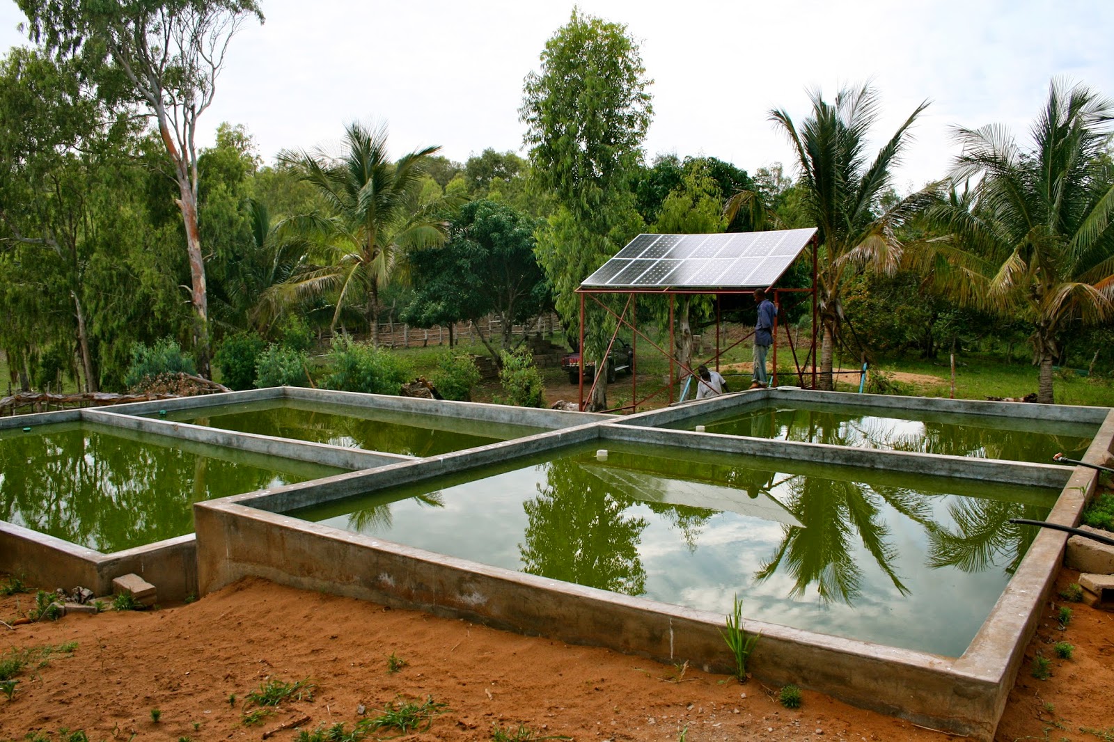Tilapia Or Catfish Farming Can Be Done Zimbabwe Farming tilapia-or-catfish-farming-can-be-done-zimbabwe-farming