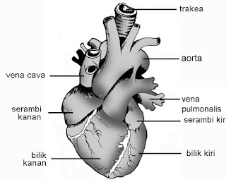 bagian jantung