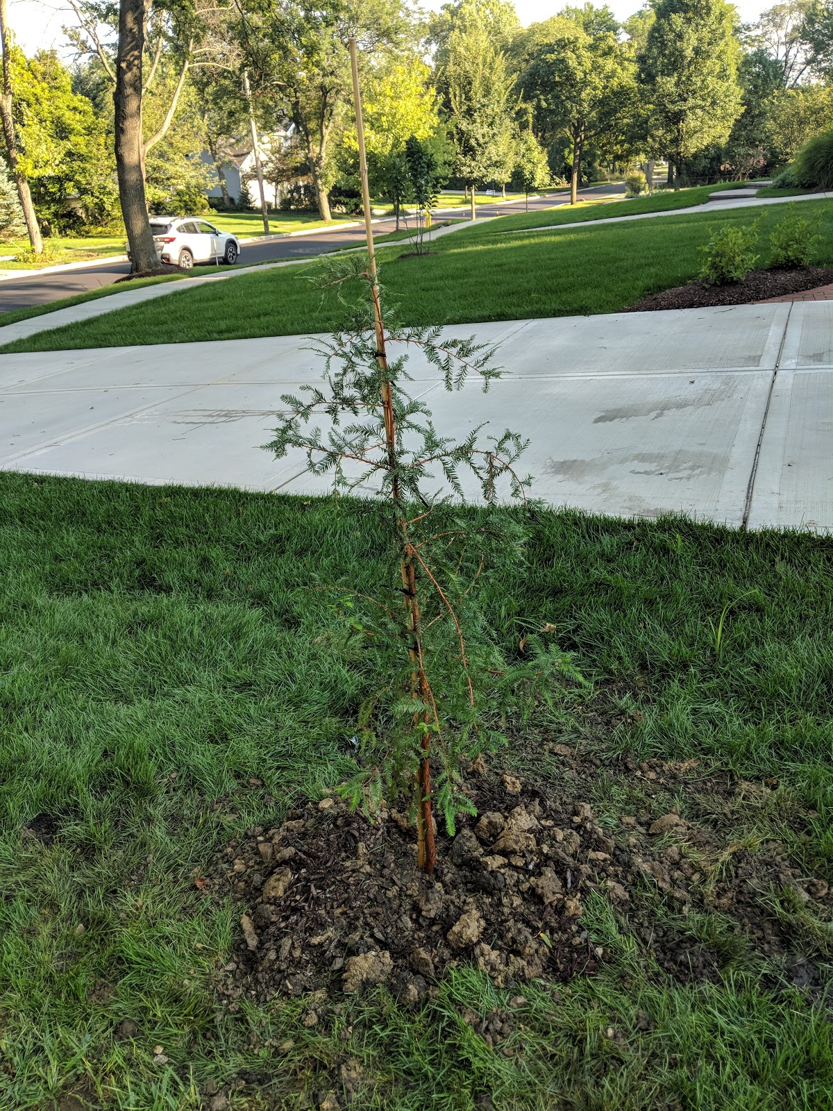 Planting a Bald Cypress - Front Yard Tree
