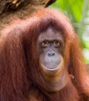 Orangutan Primata Hampir Punah