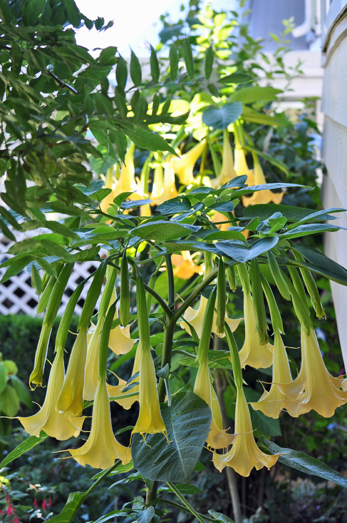 terryography Angel Trumpets