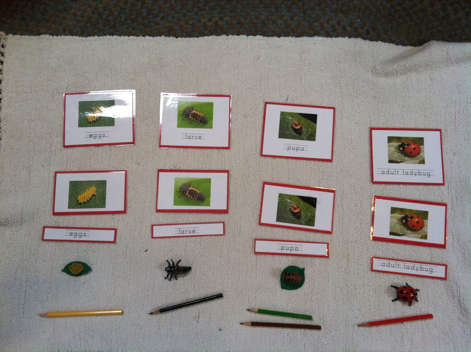 Montessori Design: Life Cycle of a Ladybug