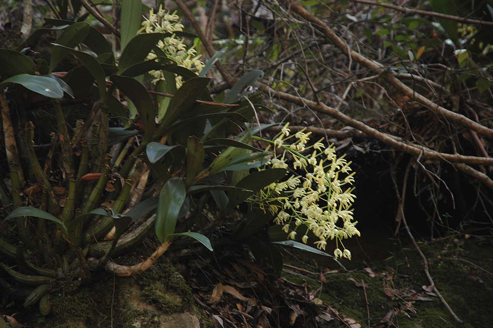 The Nature of Robertson Sydney Rock Orchids (or are they?)