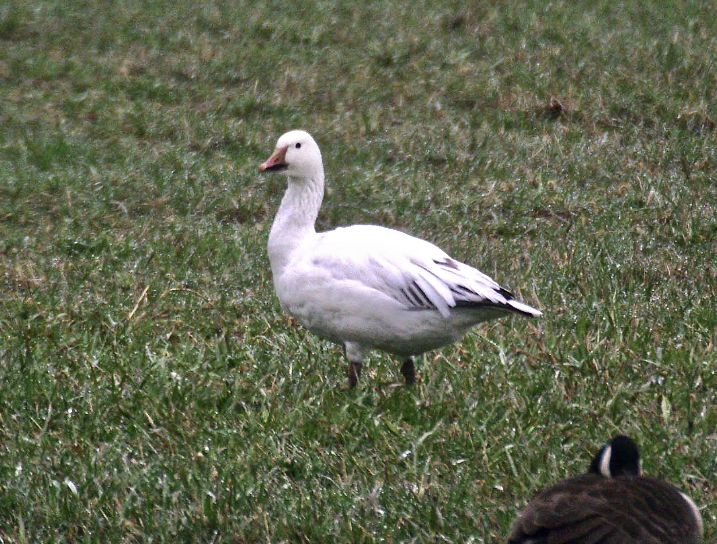 Bev's Nature Blog Snow Goose Blue Morph