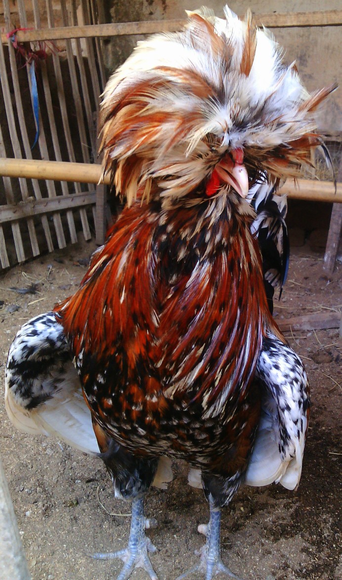 Ayam Poland / Mahkota
