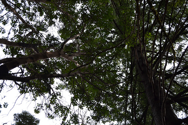 massive madrone against the sky