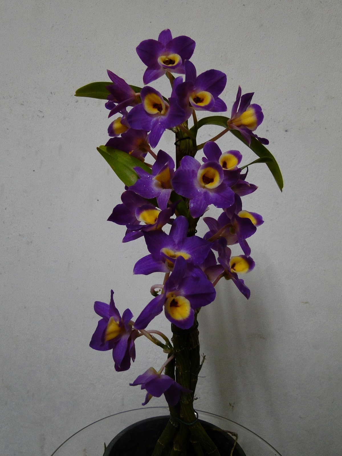 Amo Orquideas: Dendrobium roxo com amarelo