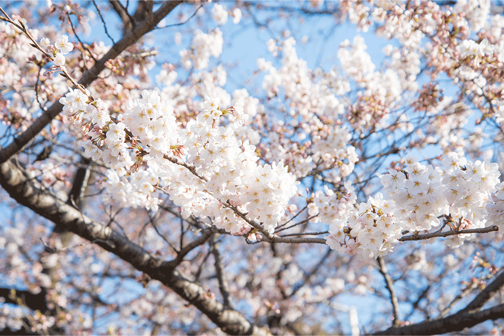 上野公園の桜2