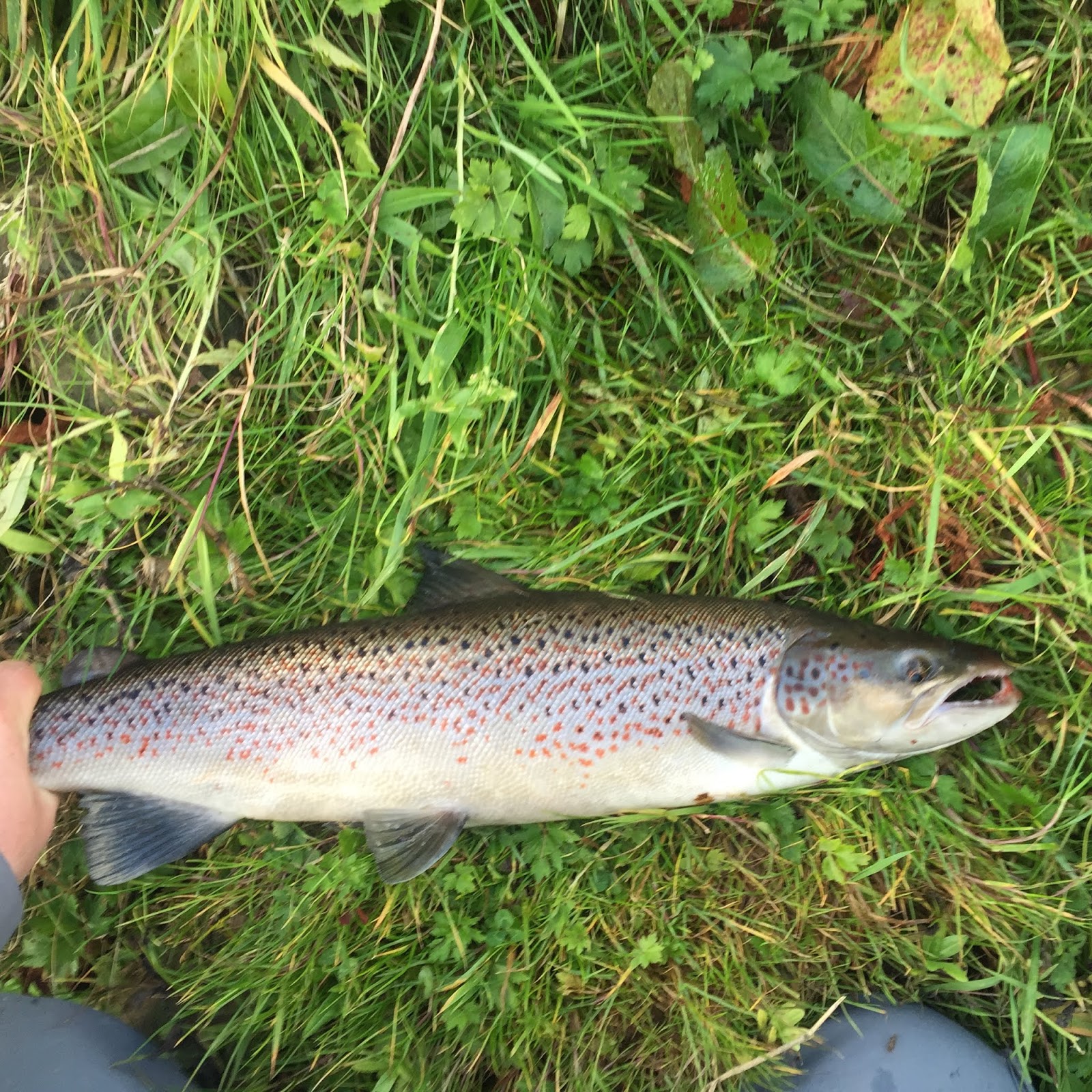 Dee & Don Salmon Fishing River Don Today