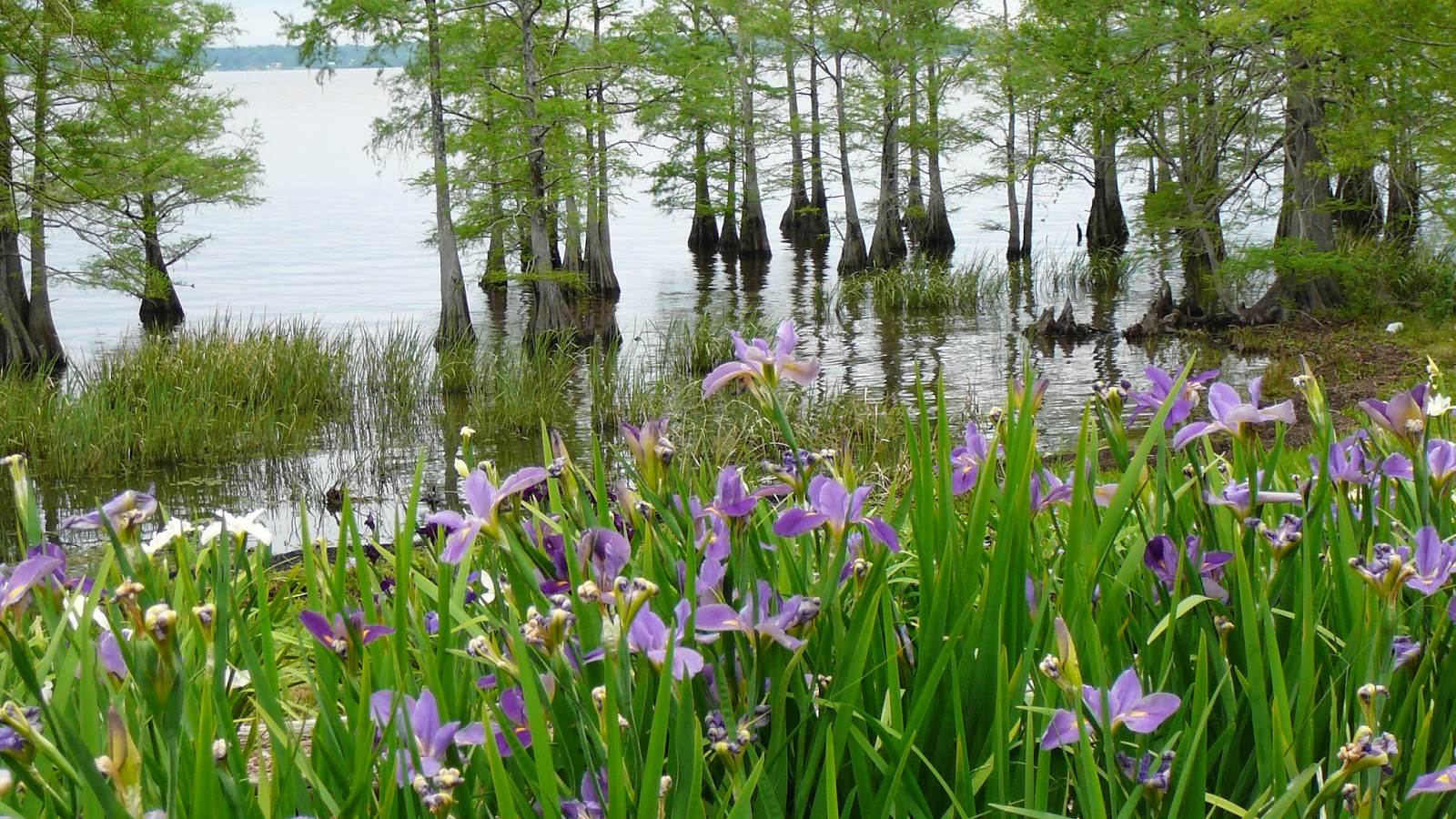 World of Irises Louisiana Irises Create many Buena Vistas