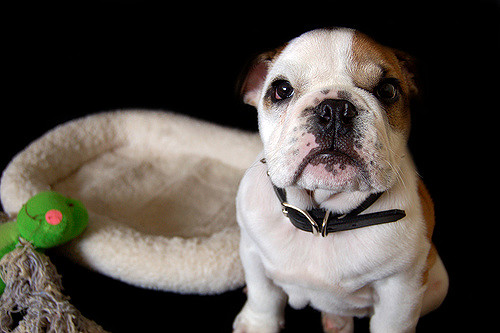Cute Overload: Top 5 Most Expensive Dog Breeds in the World