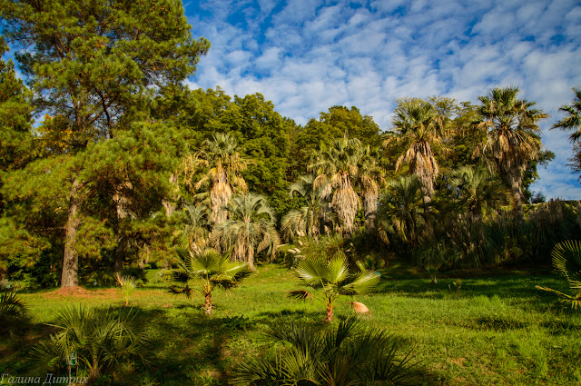 Дендрарий Сочи фото Путешествия: Дендрарий Сочи фото