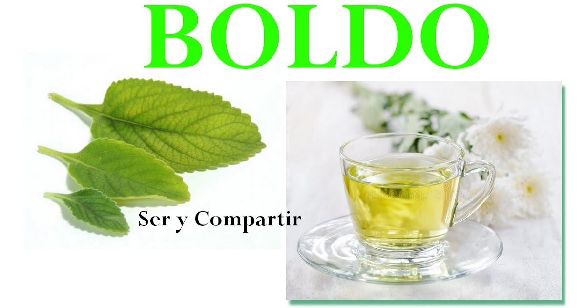 VIVENCIAS SER Y COMPARTIR ¿Qué es el boldo y cuáles son sus