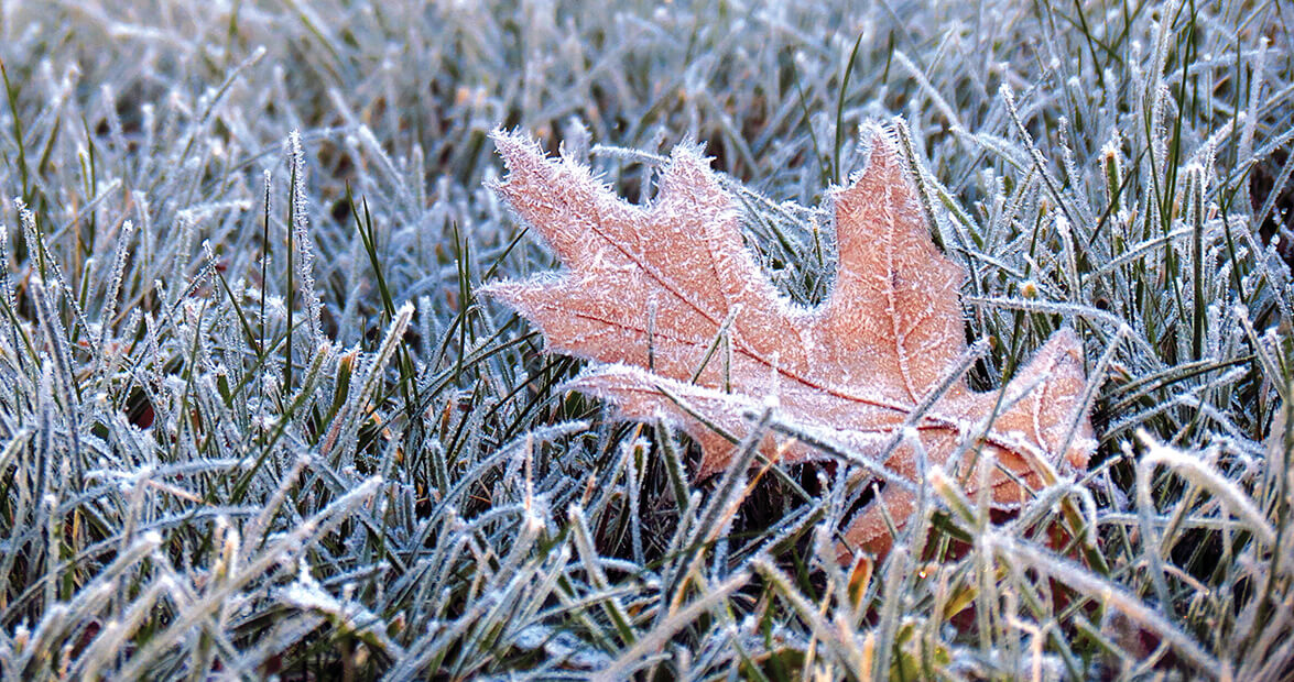 Dorchester Times Freeze Warning First Frost Expected Tonight