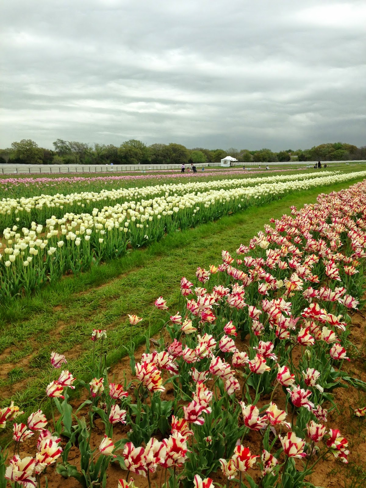 Southern Charm Cottage Texas Tulip Farm